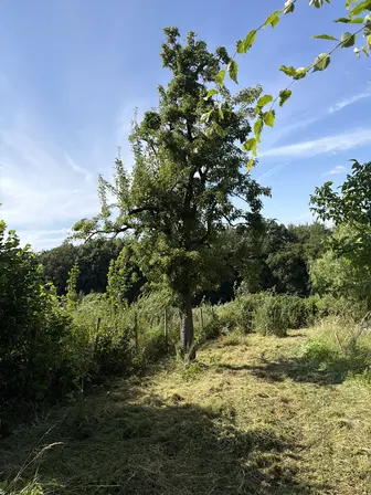Foto treephoto-kso4pt3j01g8q40hcr06dl5w.jpeg