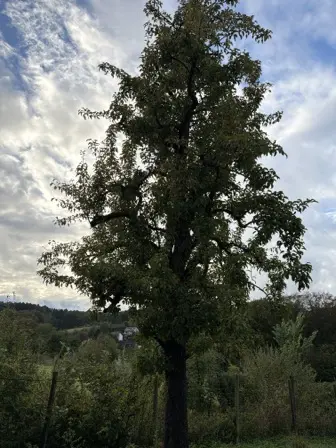 Foto treephoto-o32niouaw201w66ivj6ikk9x.jpeg