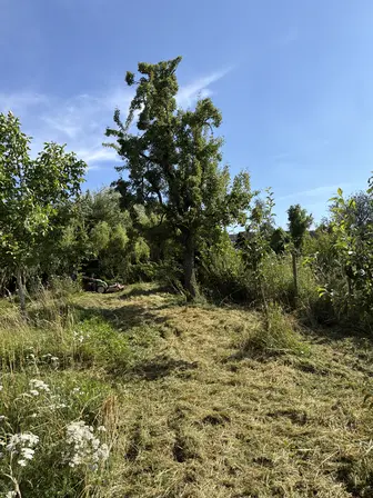 Foto treephoto-pk0qfvwfwmnobj6nr5y8i9un.jpeg