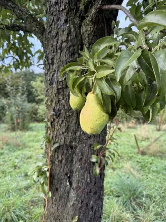Foto treephoto-vgrgp42e84lr28mi8b4tua21.jpeg