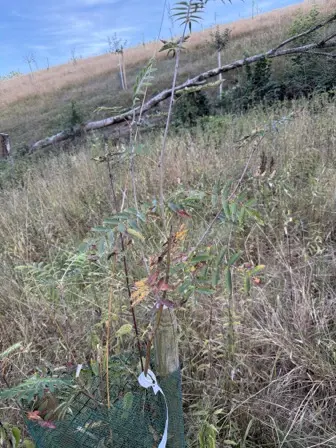 Foto treephoto-m2iosl0kwy5ebdpw358g70i9.jpeg