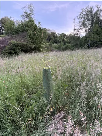 Foto treephoto-p5gbh68v12r9srdj2ha7a3px.jpeg