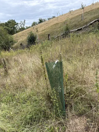 Foto treephoto-tjhpdaek9rhx44wspgcn3sz1.jpeg