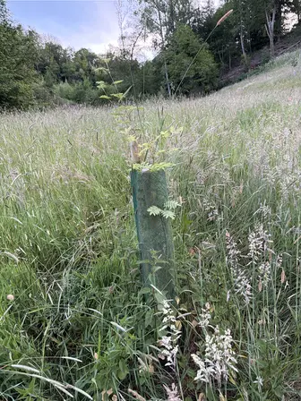 Foto treephoto-u40y0eh95tq6prkogo6cecjt.jpeg