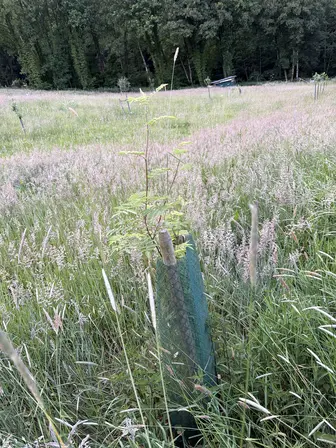 Foto treephoto-znjyfkt5zynpevn48i4qz34z.jpeg