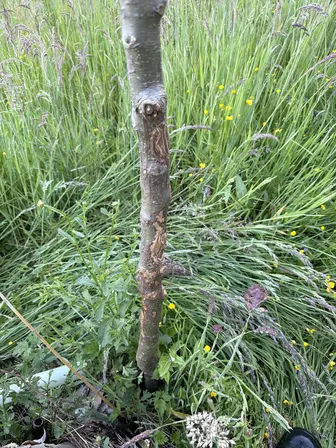 Foto treephoto-bcjdhp8z30b0b45r9ds5cawb.jpeg