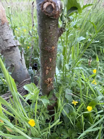 Foto treephoto-cqhaxhtb2lo0gwuzh1aywxn0.jpeg