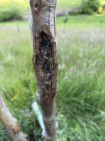 Foto treephoto-d0utj108sxs8csacm1aorz4s.jpeg