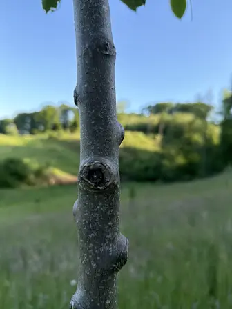 Foto treephoto-dhil55s8gzha2u90tgugj49d.jpeg