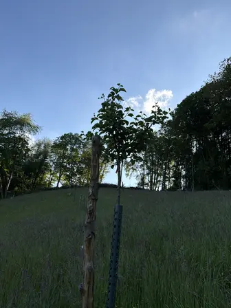 Foto treephoto-dugttvizwmah85pnpoxmwe7l.jpeg