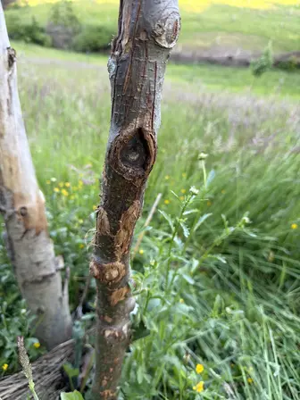 Foto treephoto-fm1ubceuea7p2z0yq7dkzzjs.jpeg