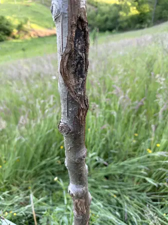 Foto treephoto-grfvcysjoayhyvh0vl27l5ls.jpeg