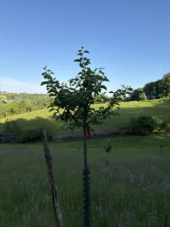 Foto treephoto-k9pe5rzguikrztl6edanmtd7.jpeg