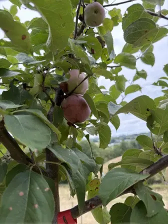 Foto treephoto-m38lhfjvtjyz81lavsjmrhew.jpeg