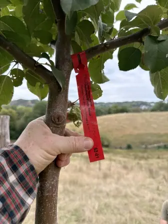 Foto treephoto-n8exbdl5om6az9sdhqtcgr1f.jpeg