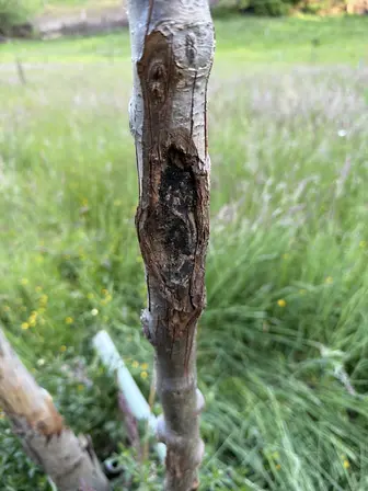 Foto treephoto-o1gcib63xamfmhvg4pbhxvus.jpeg