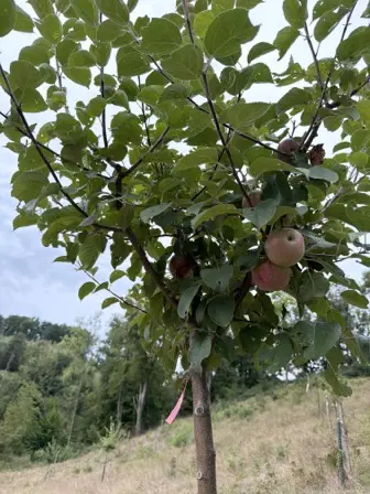 Foto treephoto-o1qvztt5o7ozjsj3eo9bap4m.jpeg