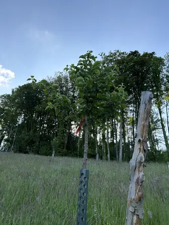 Foto treephoto-p8al31zzq4q3p35q9ezfjmwj.jpeg