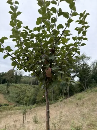 Foto treephoto-x32jsnfhmbpodv8aav6fymrz.jpeg