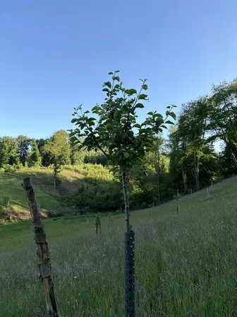 Foto treephoto-z8by6pvftftodovu0y06431v.jpeg