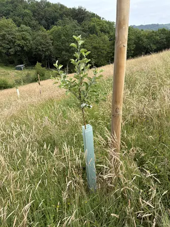 Foto treephoto-fnh5ur1dqa5o9e2onfkqd4gf.jpeg