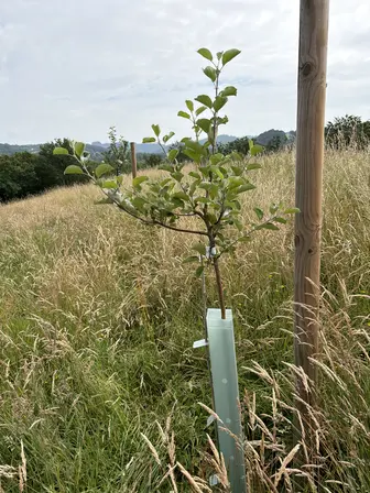 Foto treephoto-hkmd0fcv8tko356z4ydk4mag.jpeg