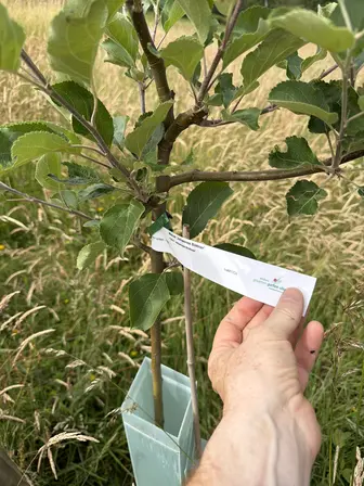 Foto treephoto-l28k87eqs90yyxfnzb5juu8q.jpeg