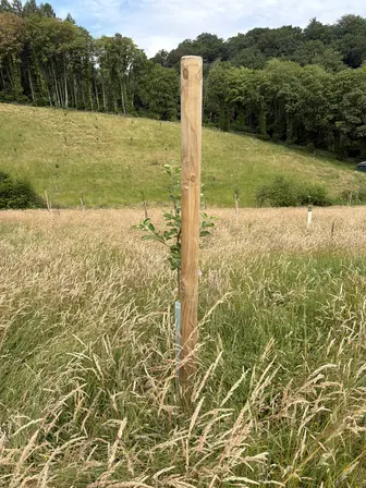 Foto treephoto-xtpeck69vnxx5q36z3on86fe.jpeg