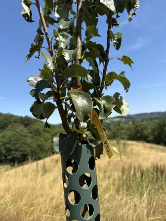 Foto treephoto-a5bvkn4siq1vpbubrmvm0uh7.jpeg
