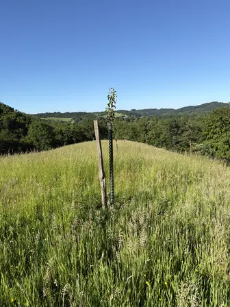Foto treephoto-o61mj8iiou0595qswfda0dt6.jpeg