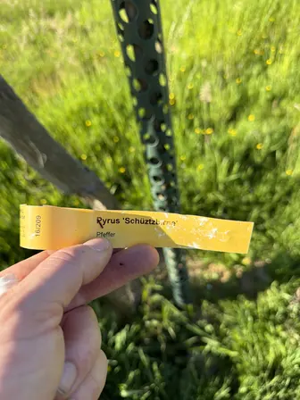 Foto treephoto-wufyz8p1hq0giempjps0ujsm.jpeg