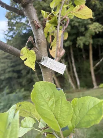 Foto treephoto-hwb74qcc8li7k0tnuume8w9c.jpeg