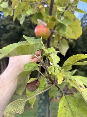 Foto treephoto-oqrghso63u1ac7i69s9mpvty.jpeg