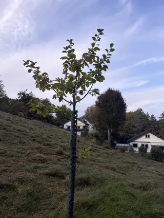 Foto treephoto-xucsc3lfn9bhtr081cy4o0d6.jpeg