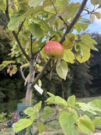Foto treephoto-ymhitr8g0kmazjatzdj7a4qh.jpeg