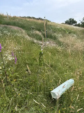 Foto treephoto-m6oxwxjcs4kg9aky0drthi3m.jpeg