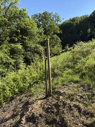 Foto treephoto-dy1g42xcpsil2e134mqn5gzw.jpeg
