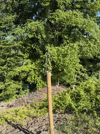Foto treephoto-ew1c51ihpnpl46rw7xd2jfhg.jpeg