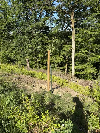 Foto treephoto-m22fvgizisbbl3yz0xiqb17h.jpeg