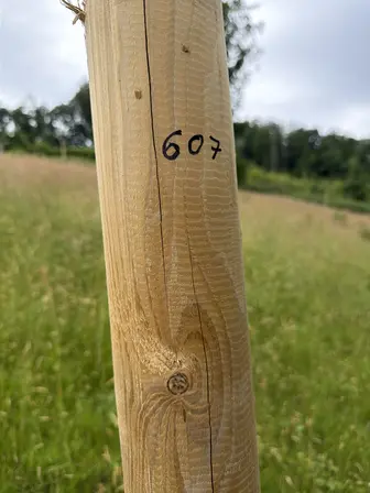 Foto treephoto-kv934xwcvv4rk3jj06rshwhm.jpeg