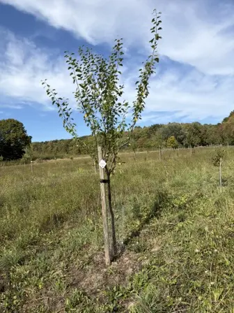 Foto treephoto-i36qet3ueuxjf6ep73ejnydl.jpeg