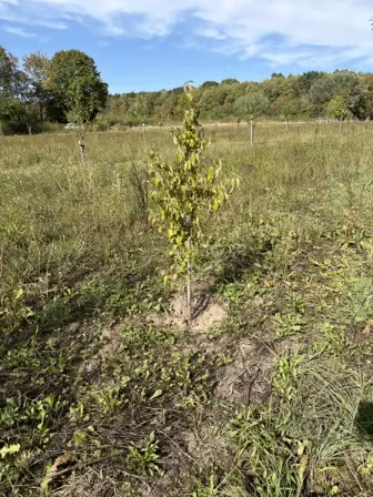 Foto treephoto-q4aio9ypqhxy14xyprrwhld2.jpeg