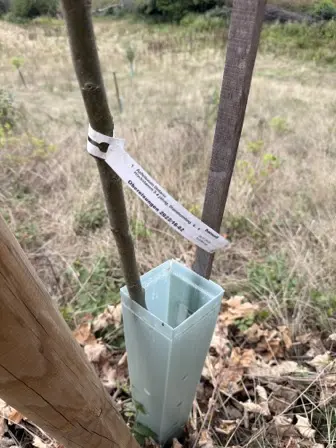 Foto treephoto-aavwwvp831ka80nwa67ph8e4.jpeg