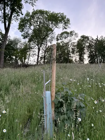 Foto treephoto-ab3njmqi5zgt3y8ns0jbxsm4.jpeg