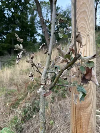 Foto treephoto-ease0tl7ejym4erhso5jsq95.jpeg