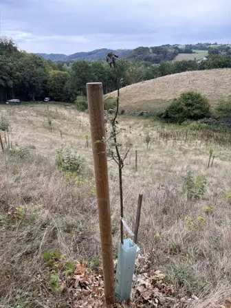 Foto treephoto-gortqtpe7g3g220ekbyy8ie7.jpeg