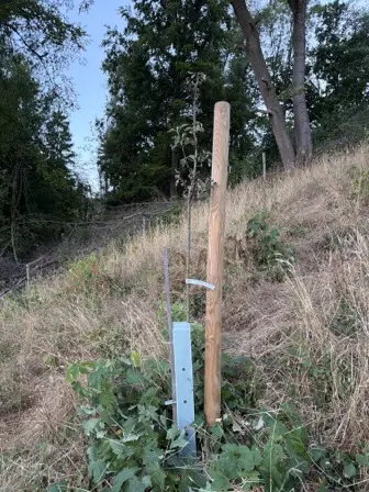 Foto treephoto-skcp4gyrb2rvosb7v53tihcl.jpeg