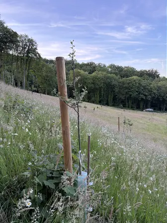 Foto treephoto-t2lkq6rglu40m5k1818zxj30.jpeg