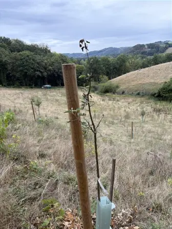 Foto treephoto-t3fc787ctvk5v7ta1dw25qns.jpeg