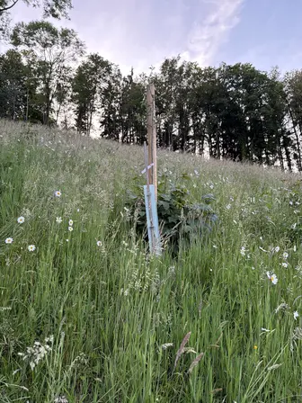 Foto treephoto-vkzusift7efipdaned9k3doi.jpeg